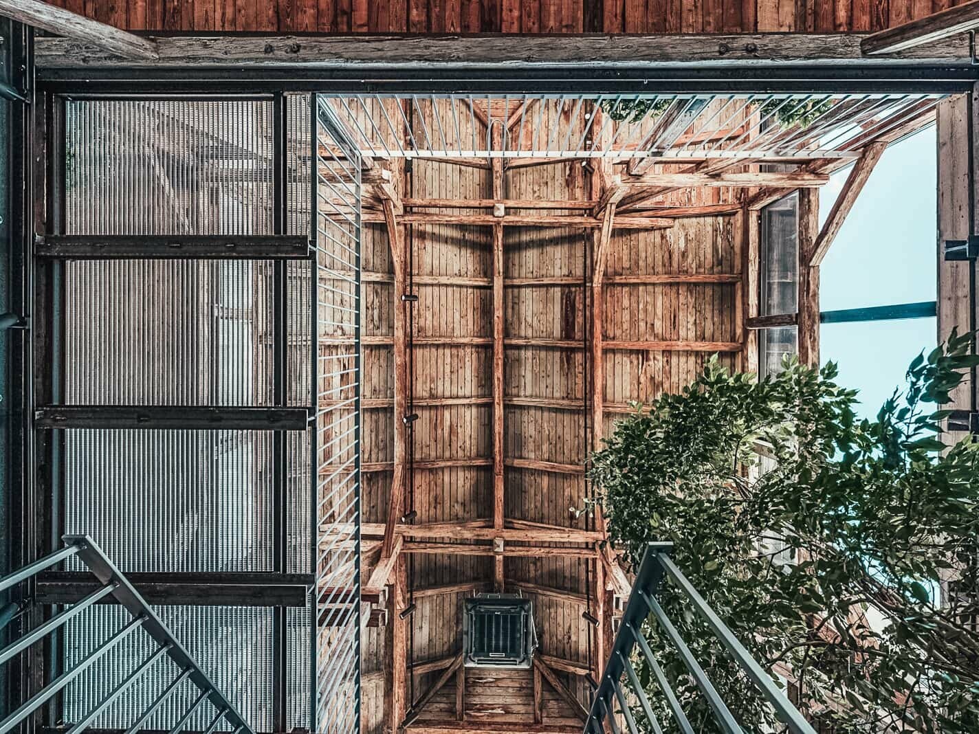 Here is a shot of the roof truss from the inside, which is built entirely of wood. There is a plant on the right side, sticking up. 