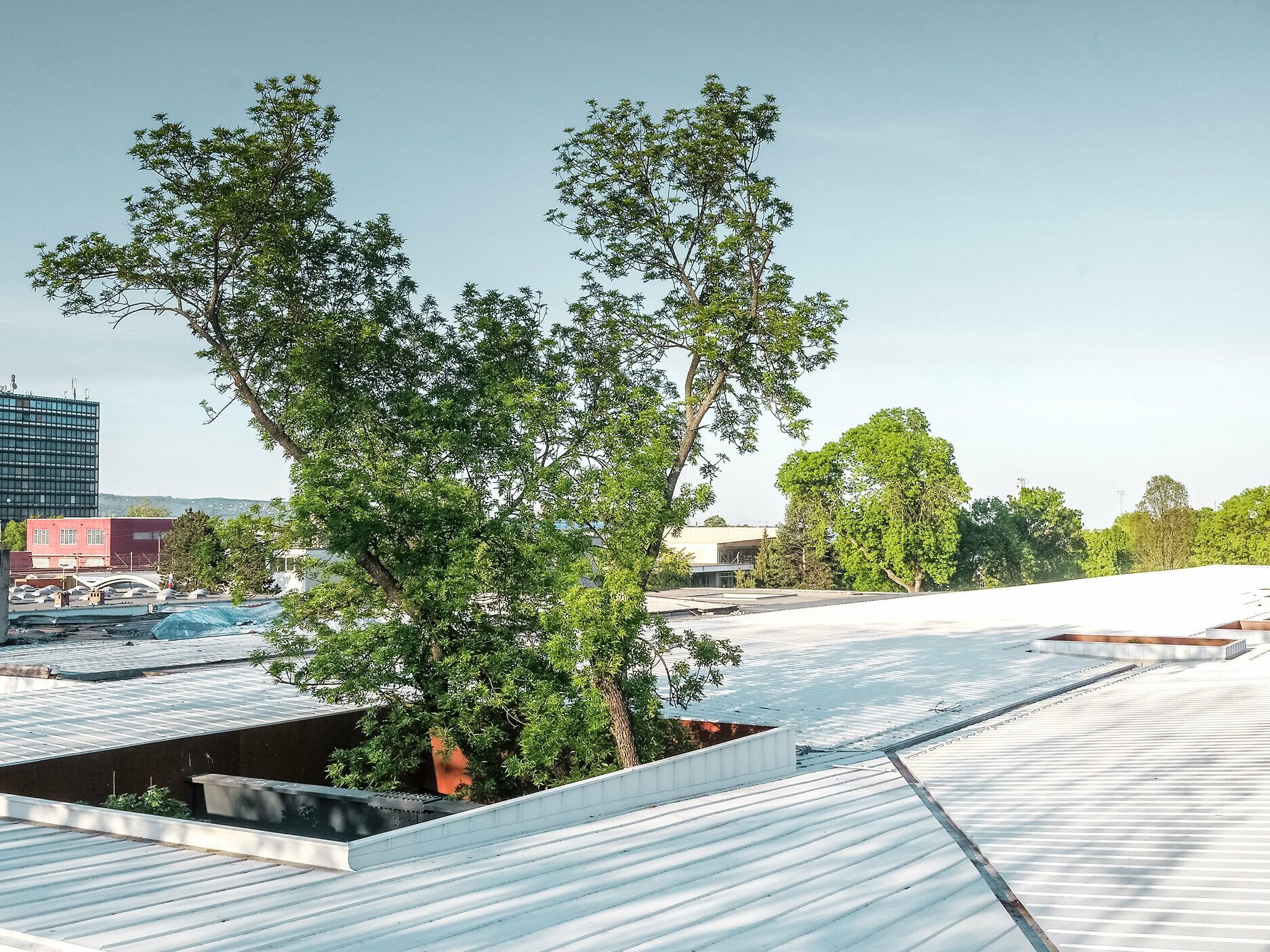 The picture shows a bus stop in Croatia with a white Prefalz roof from PREFA. Large trees break through the roof in several places, giving the construction a special architectural feature. Other buildings and a tall office tower can be seen in the background. The image emphasises the combination of functional architecture and natural surroundings, with the white roof and the green of the trees forming a striking contrast. 